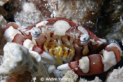 Hey you !!!  Throw me something to eat !  Graaawllll  !  ... by Andre Yanco 